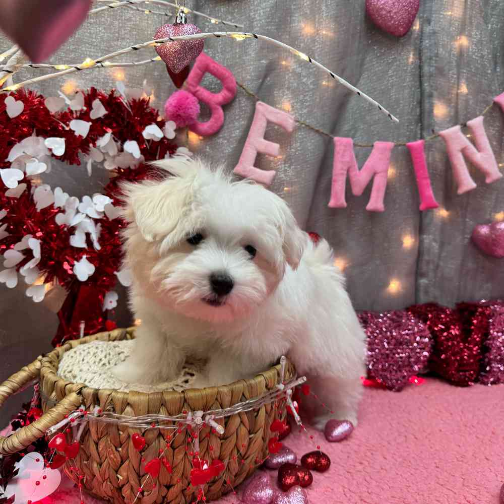 carousel pet images