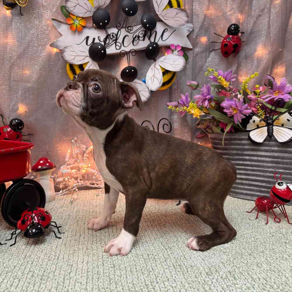 carousel pet images