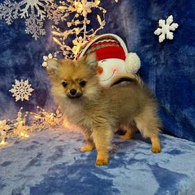 PomChi