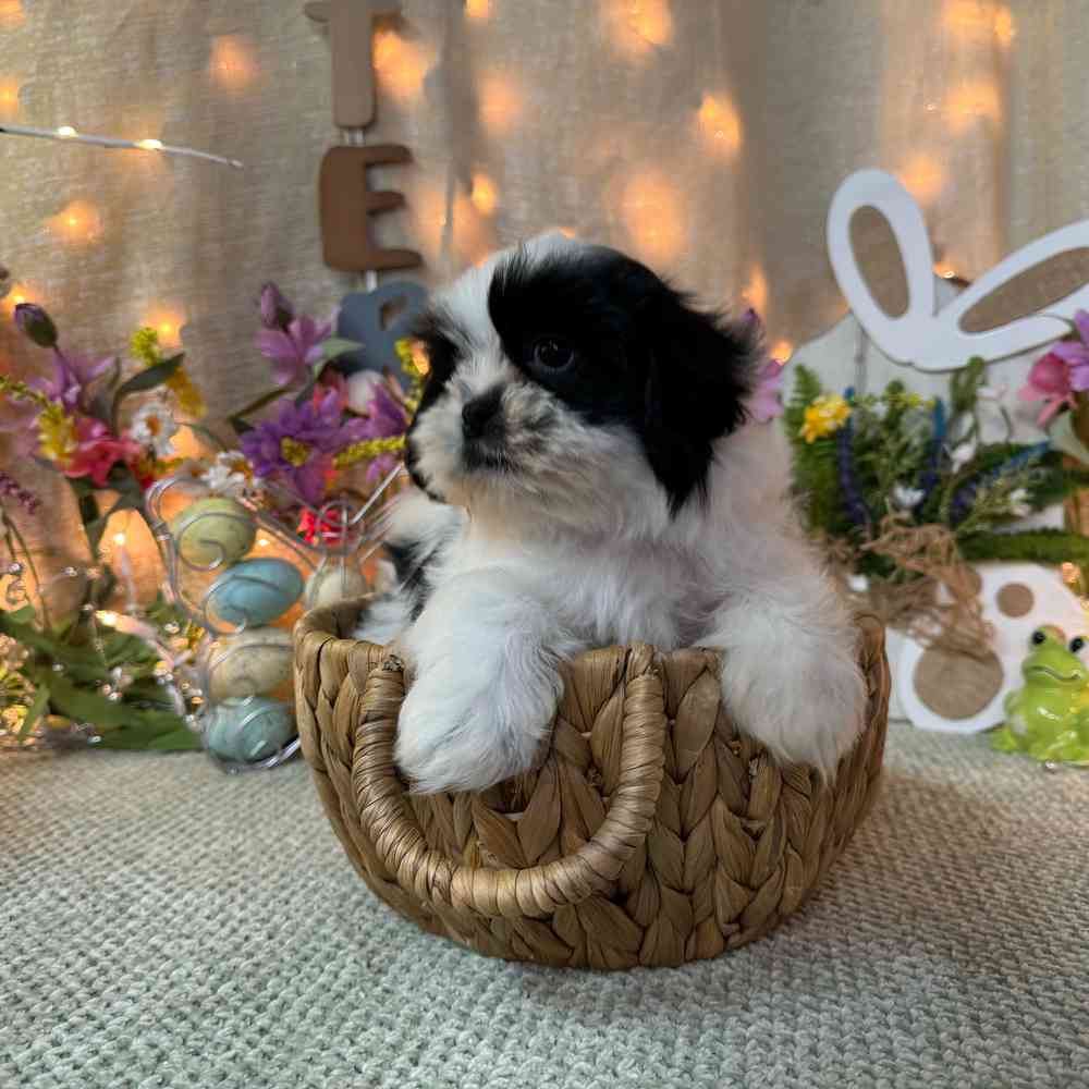 carousel pet images