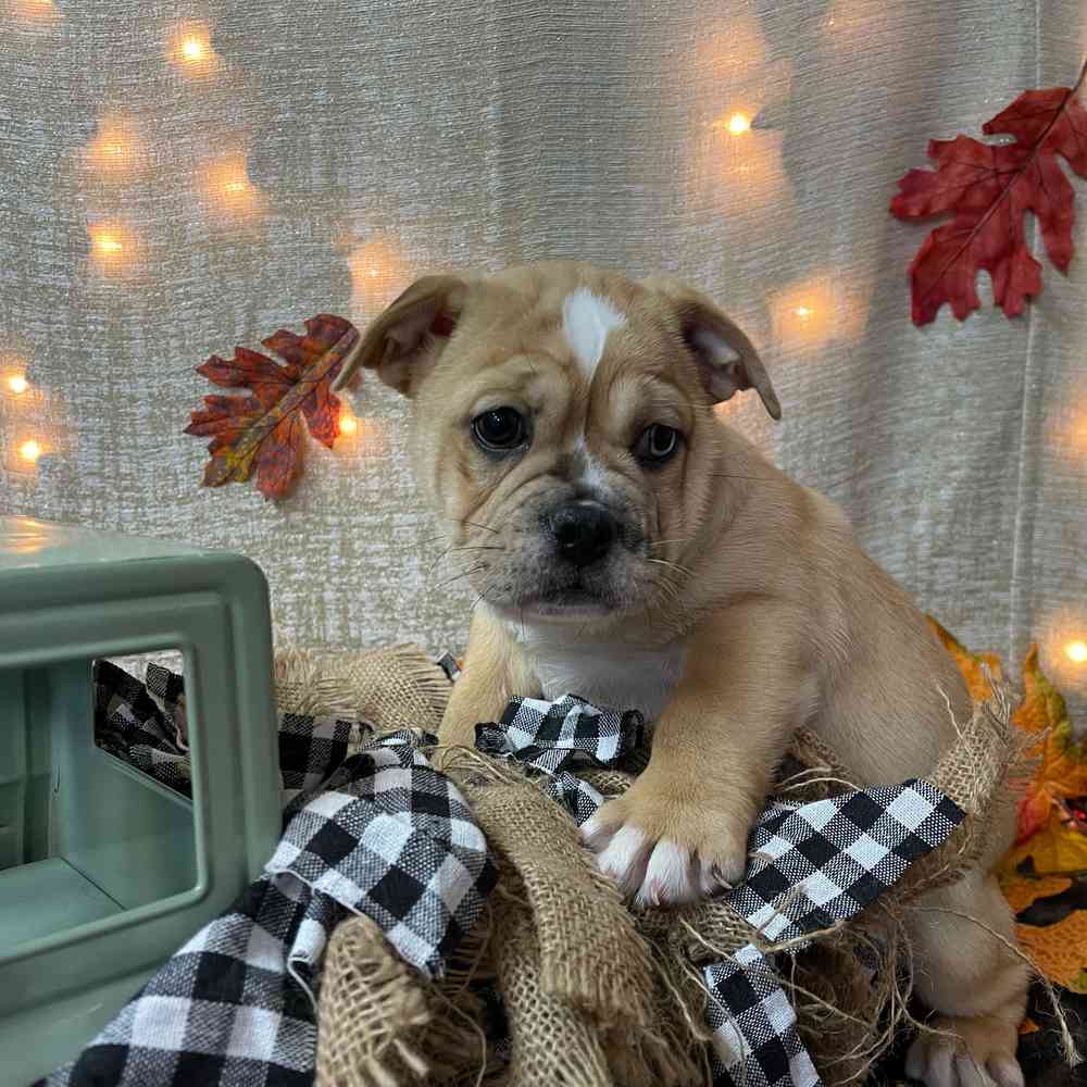 carousel pet images