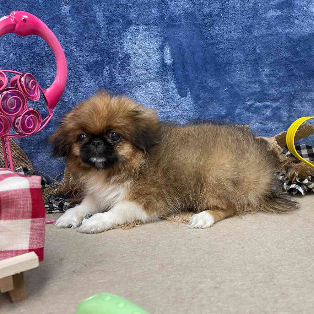 carousel pet images