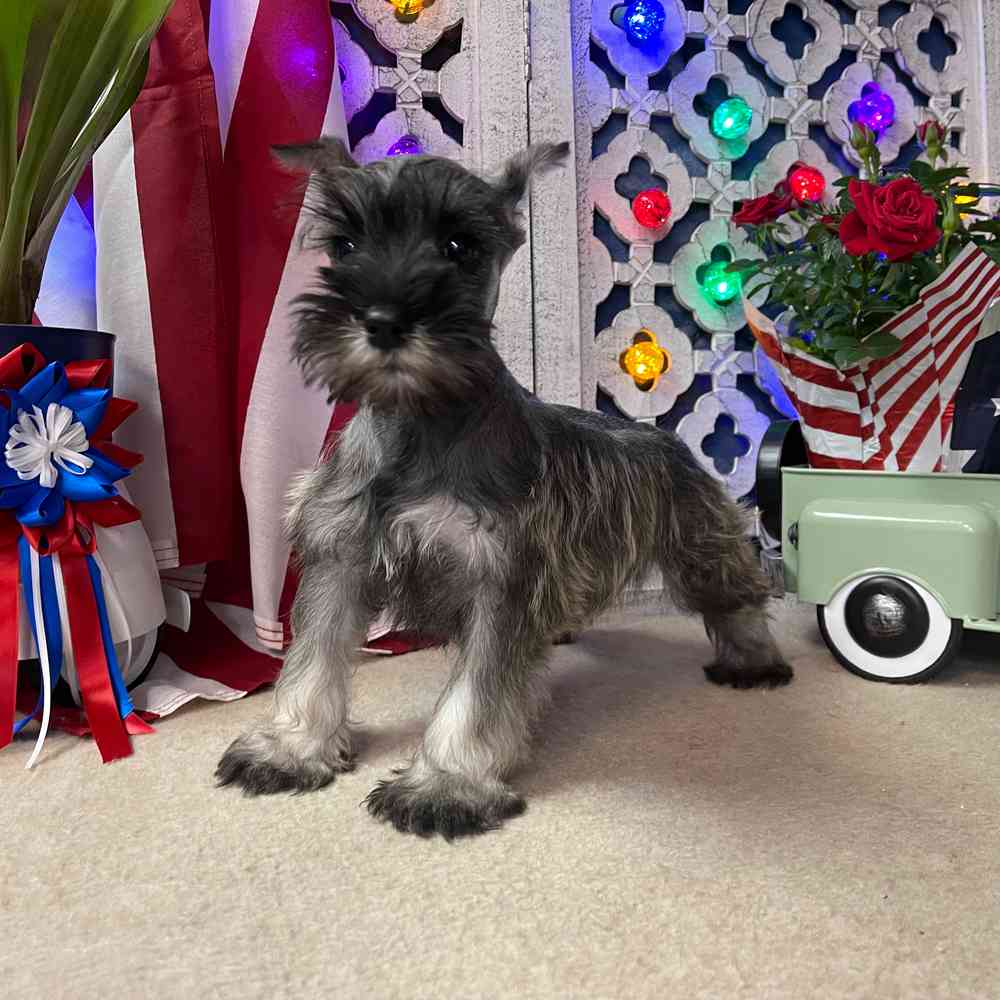 carousel pet images
