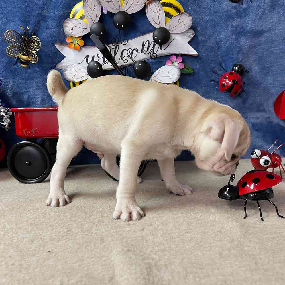 carousel pet images
