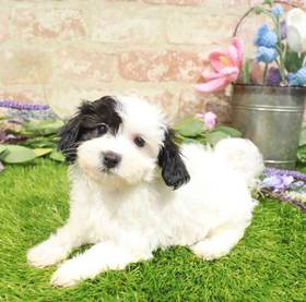 Havanese