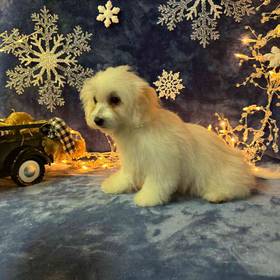 Bichon