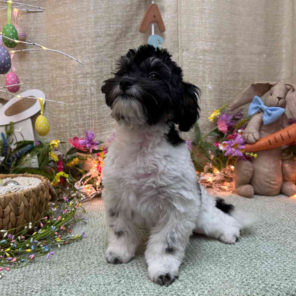 carousel pet images