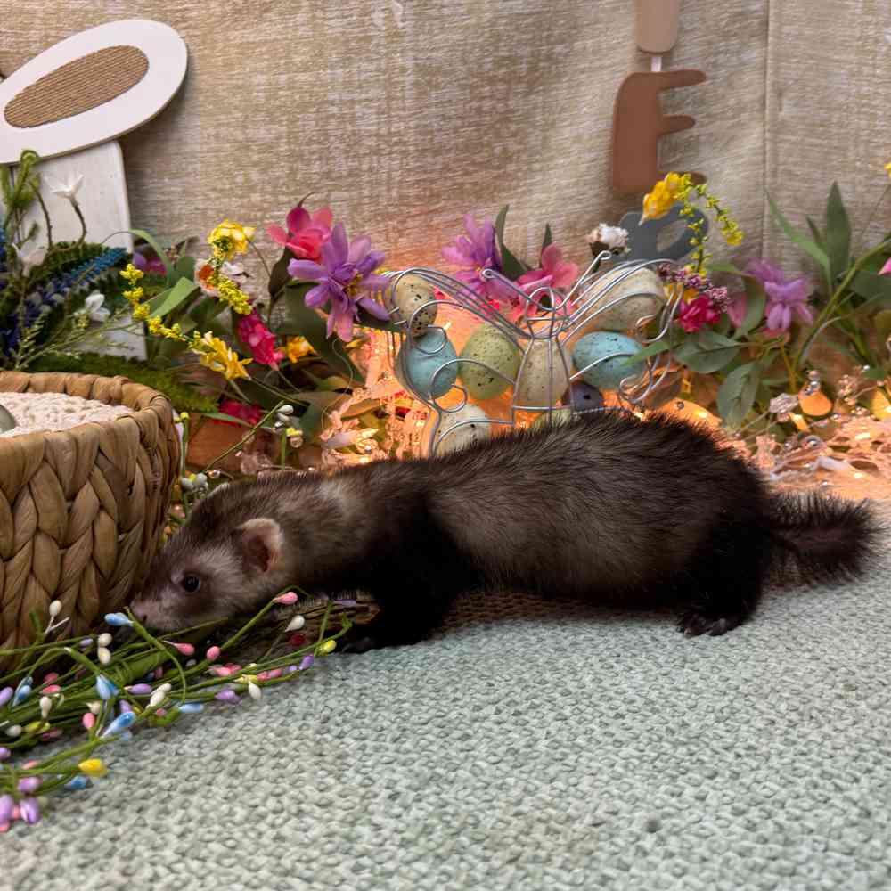 carousel pet images
