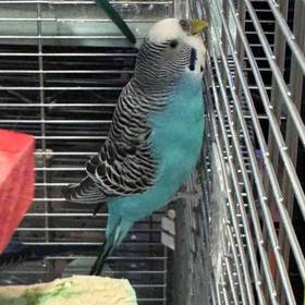 Parakeet