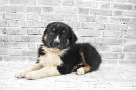 Australian Shepherd