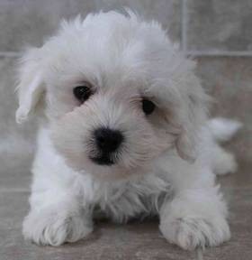 Coton De Tulear