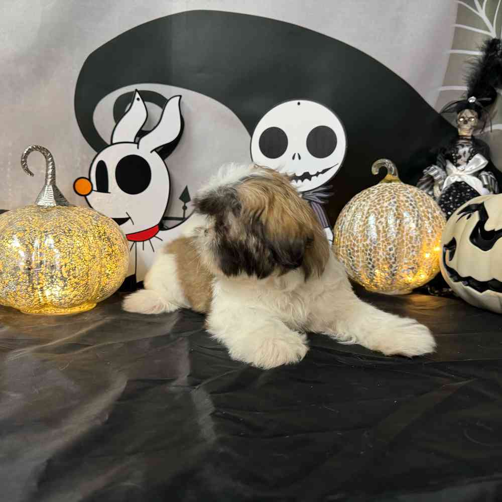 carousel pet images