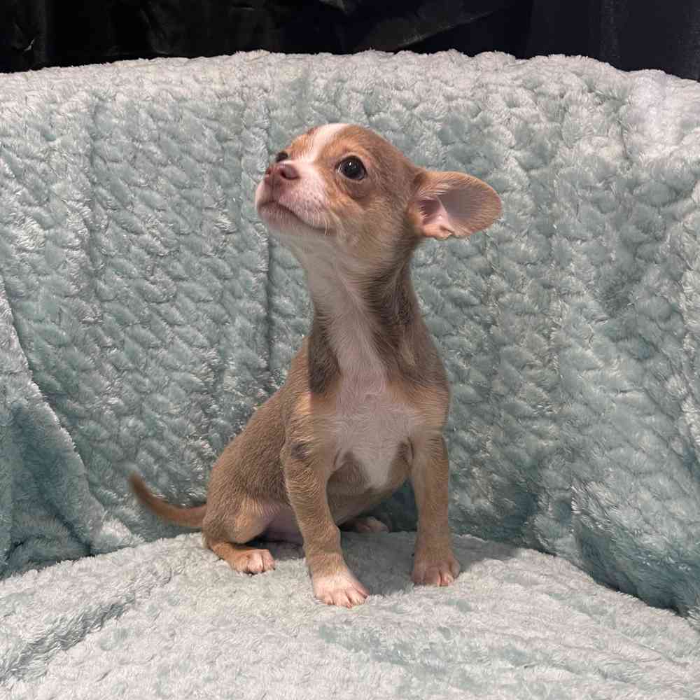 Chihuahua Puppy for sale - Pets Plus Stafford