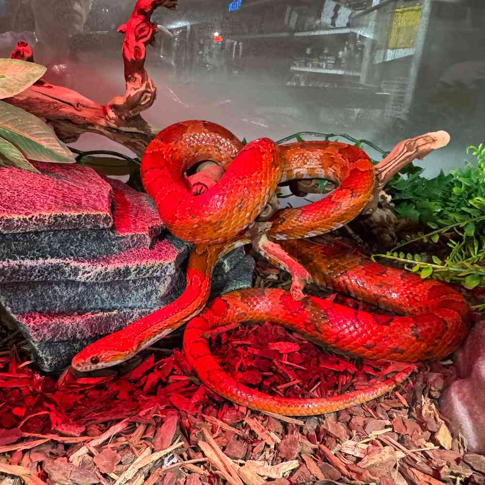 Image of a pet breed in the gallery