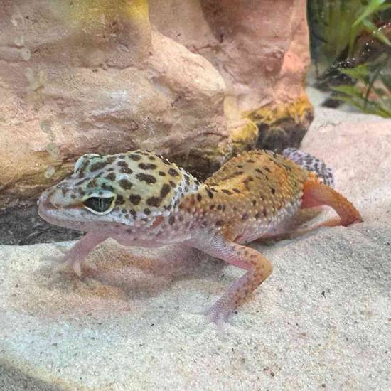 Leopard Gecko
