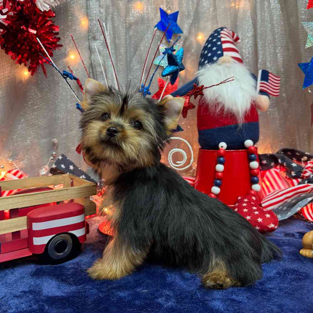 carousel pet images