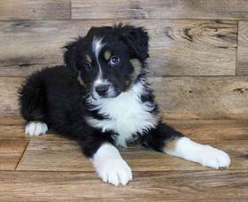 Mini Australian Sheperd