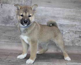 Shiba Inu