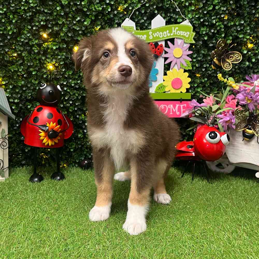 carousel pet images