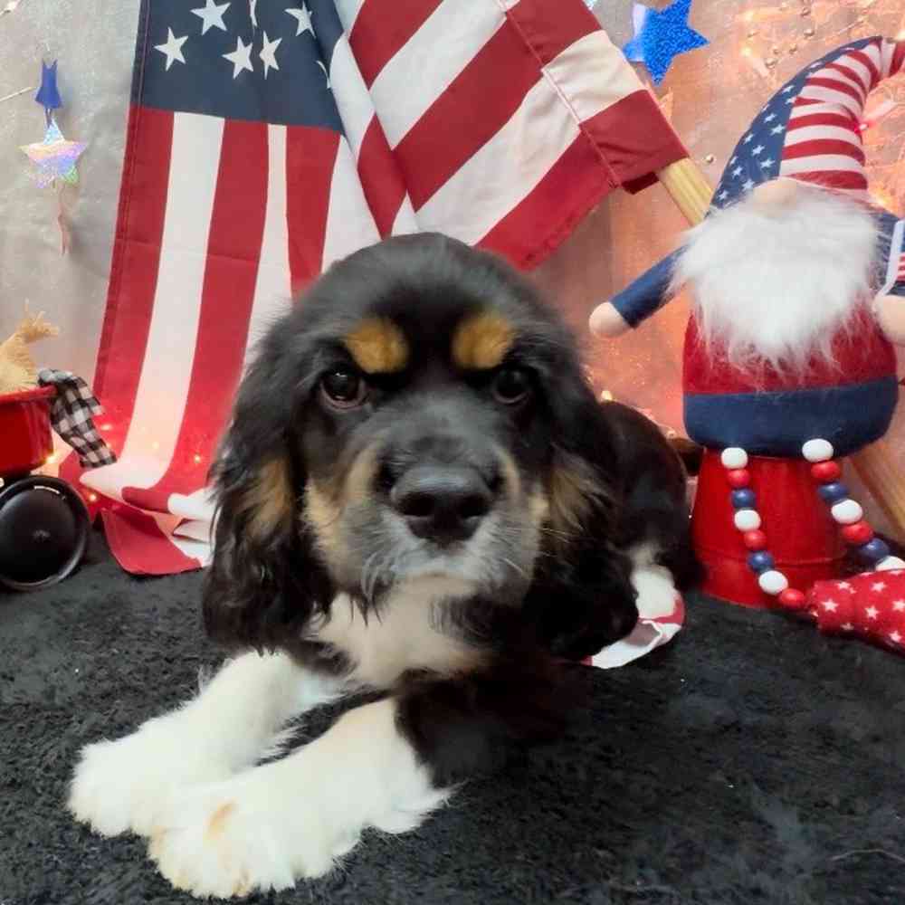 carousel pet images