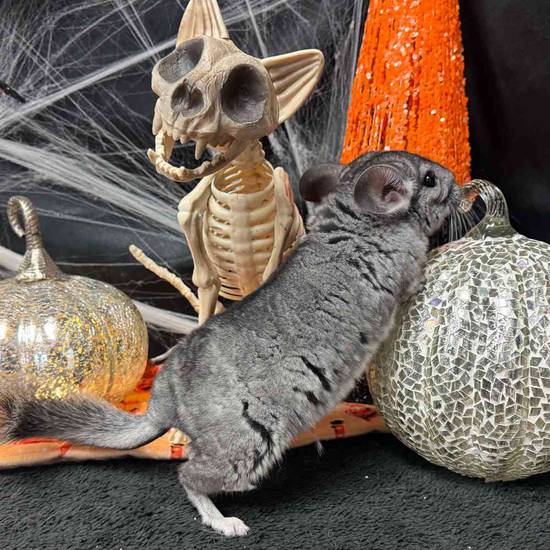 Chinchilla