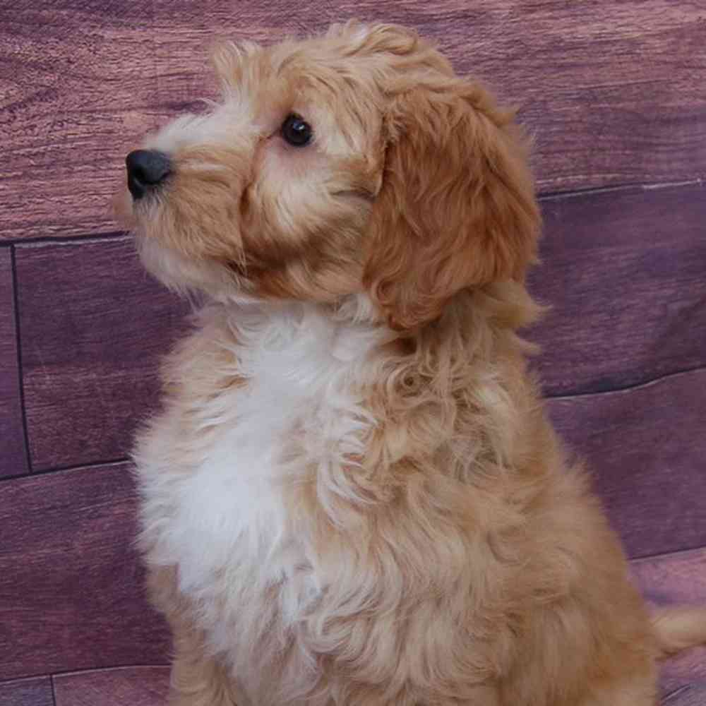 carousel pet images