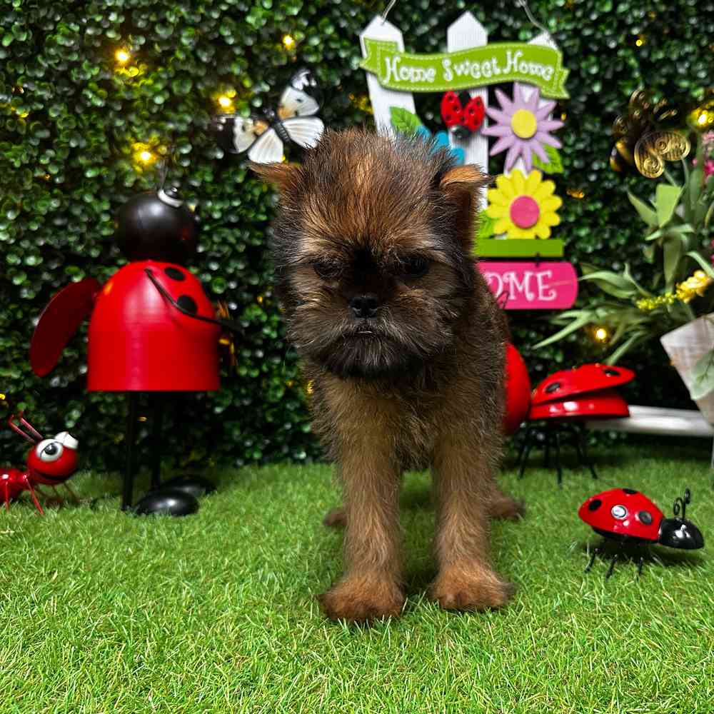 carousel pet images