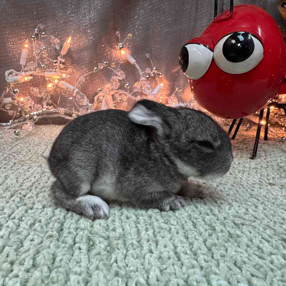 Image of a pet breed in the gallery