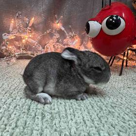 Flemish Giant Mix