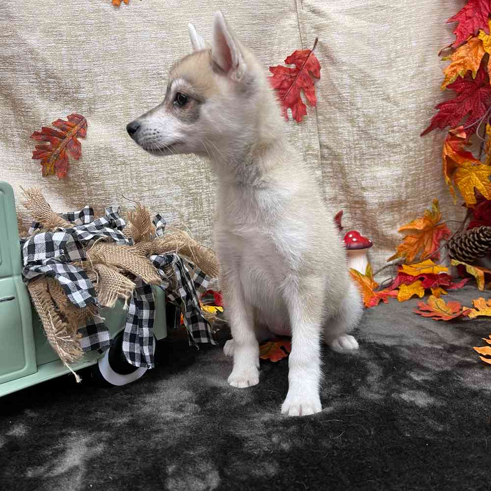 carousel pet images