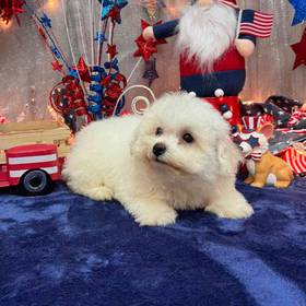 Bichon