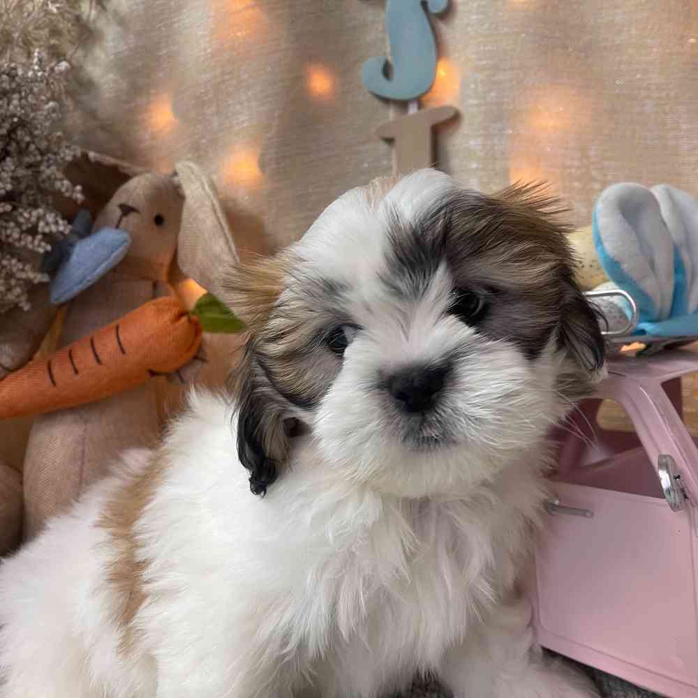 carousel pet images
