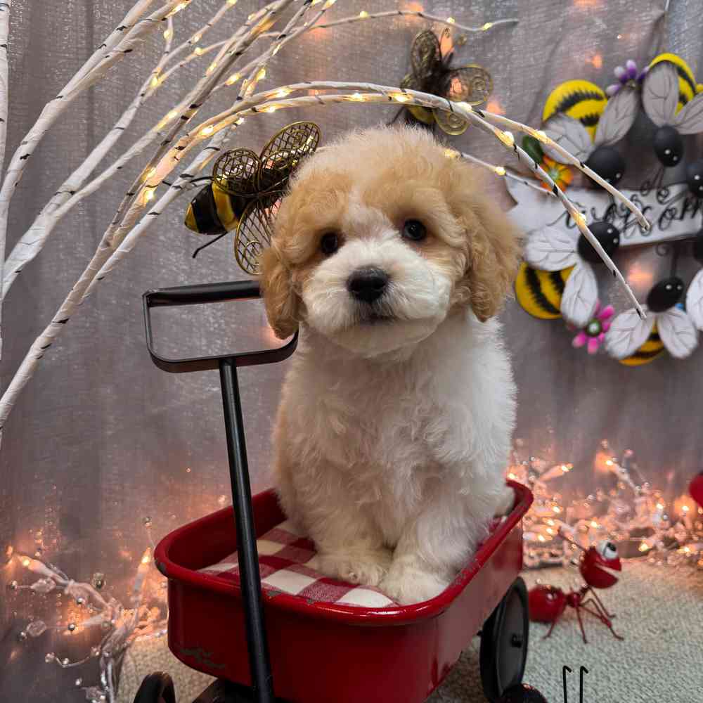 carousel pet images