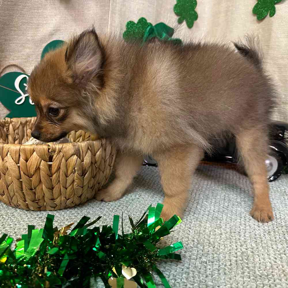 carousel pet images