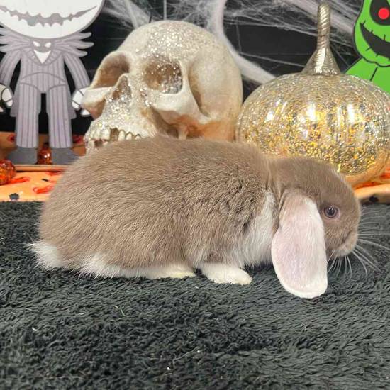 Holland Lop
