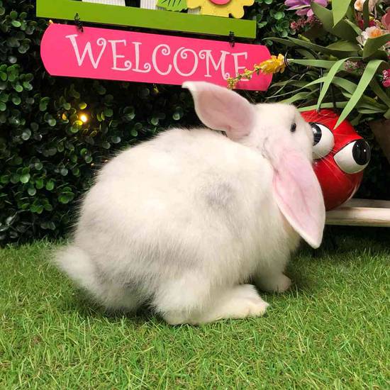 Flemish Giant Holland Lop Mix