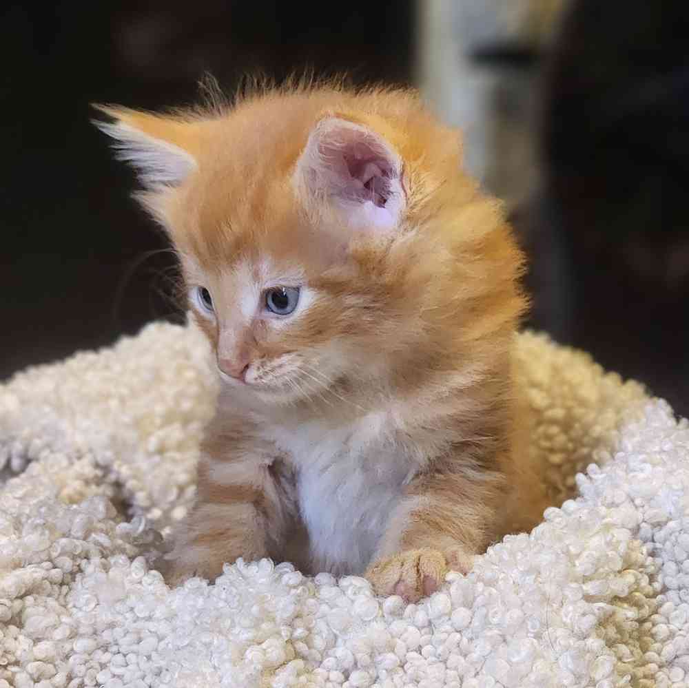 Image of a pet breed in the gallery