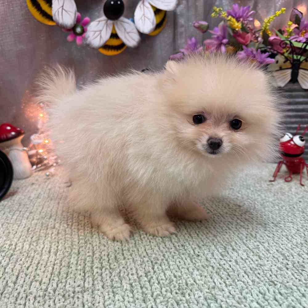 carousel pet images