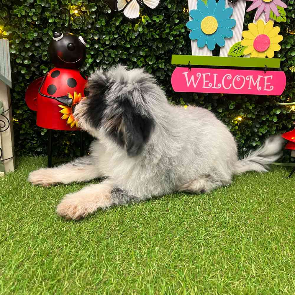 carousel pet images