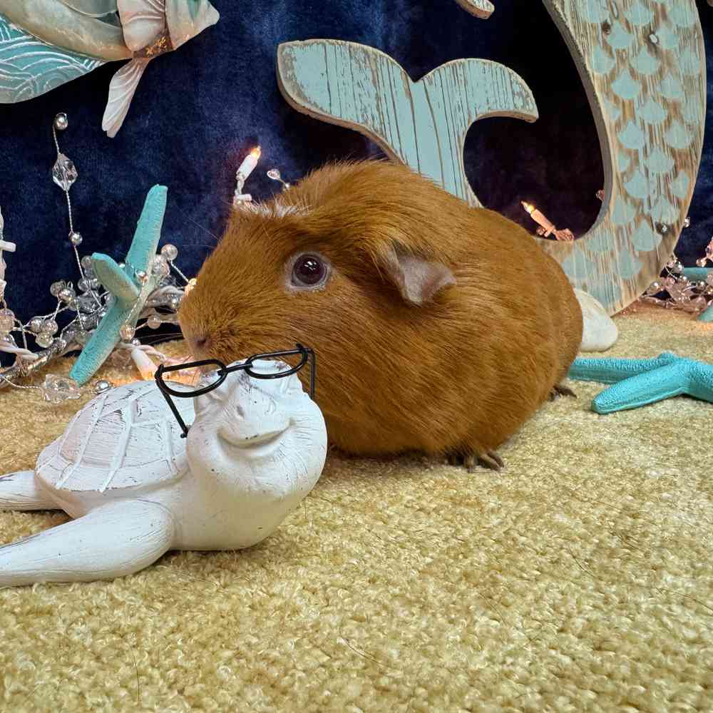 carousel pet images