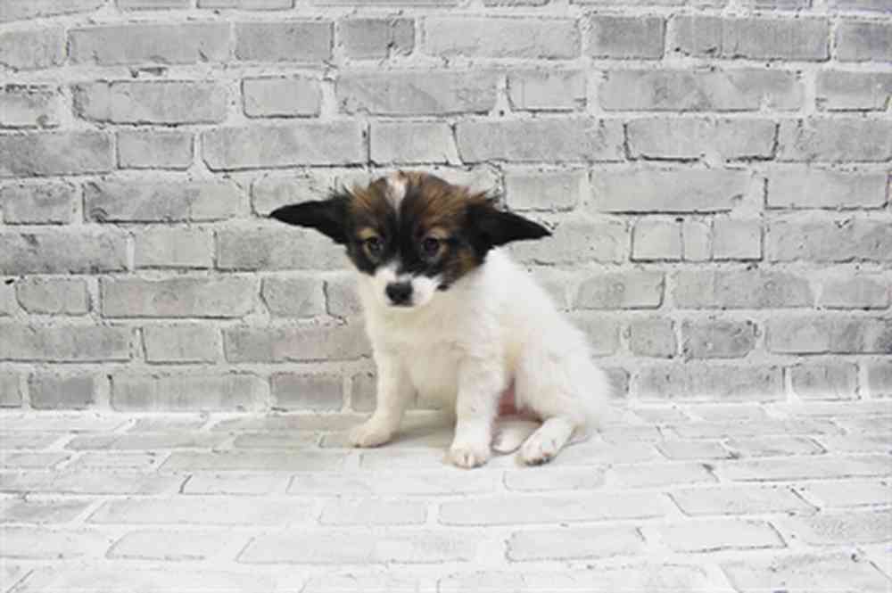 carousel pet images