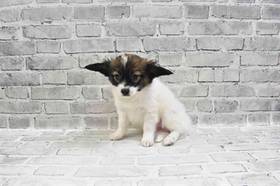 Papillon