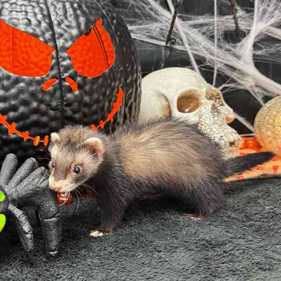 Ferret