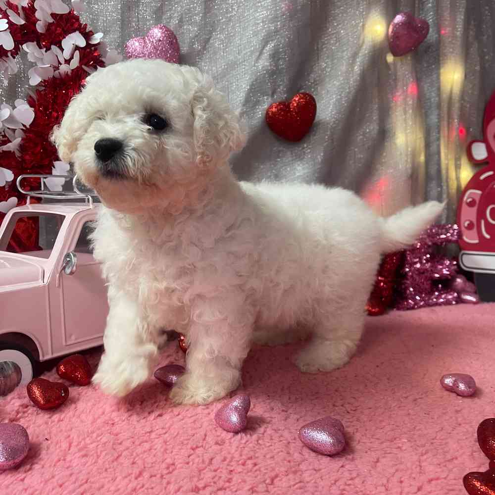 carousel pet images