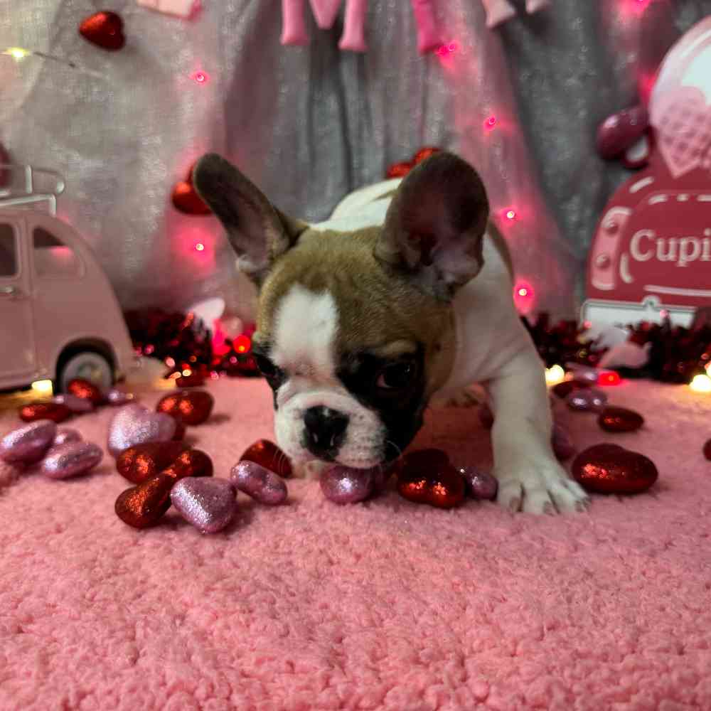 carousel pet images