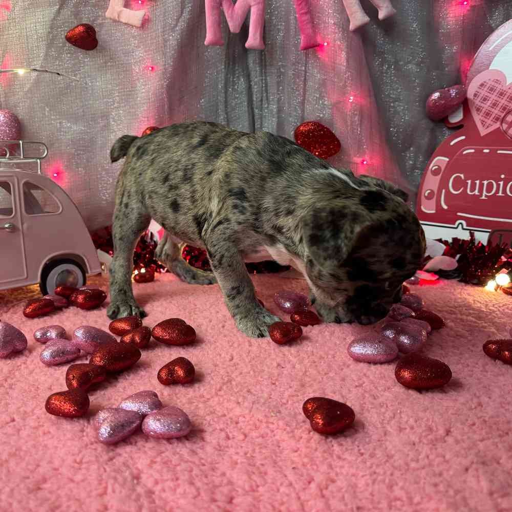 carousel pet images