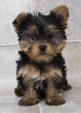 Yorkshire Terrier