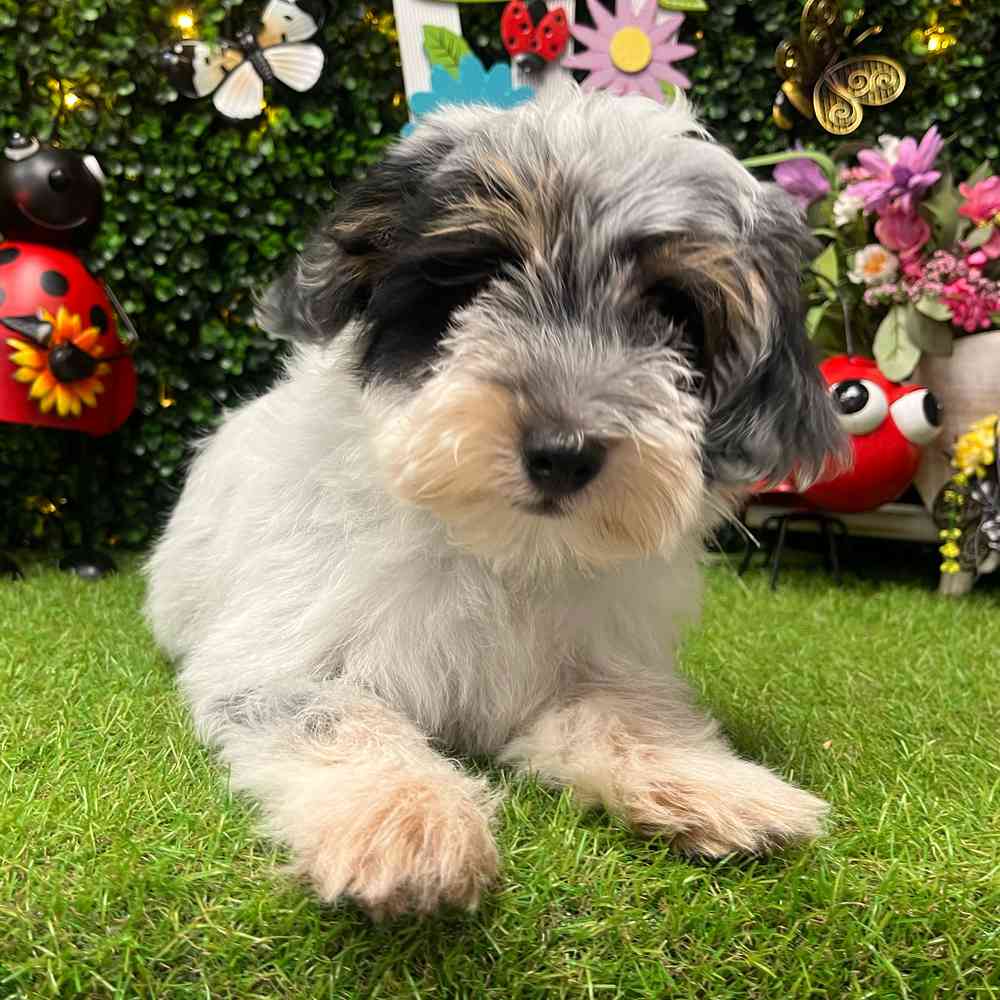 carousel pet images
