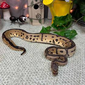 Ball Python
