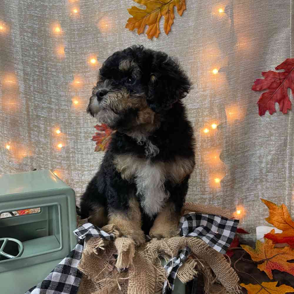 carousel pet images
